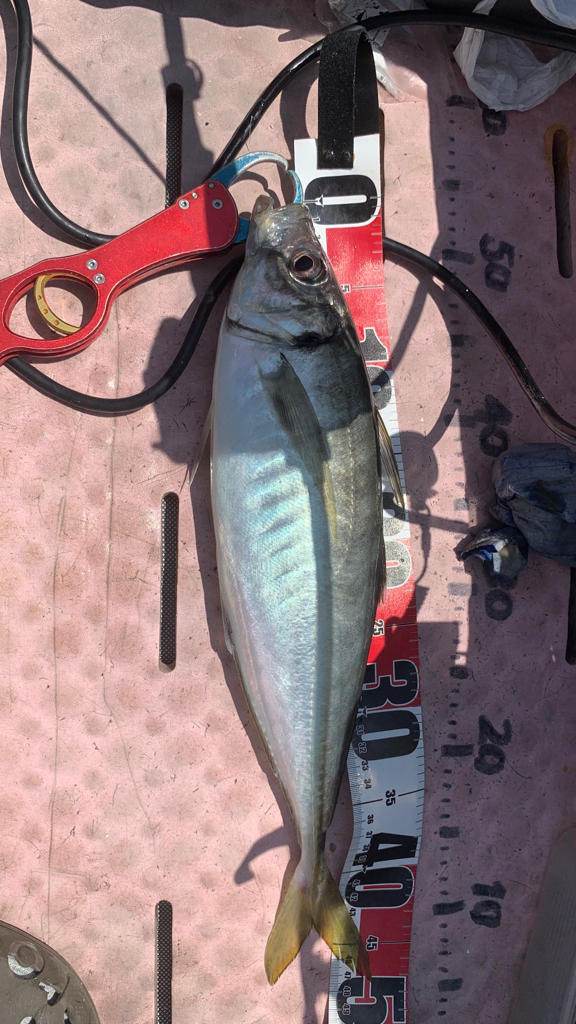 真夏のボート釣り!アマダイ狙い!