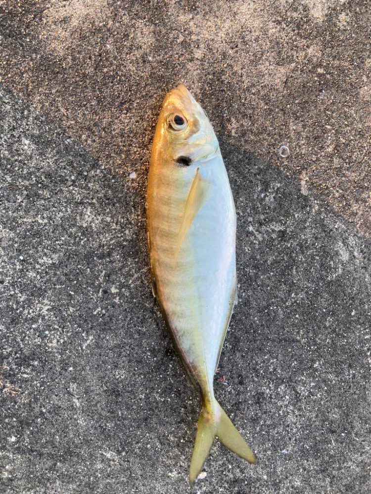 ギリギリ尺足らず