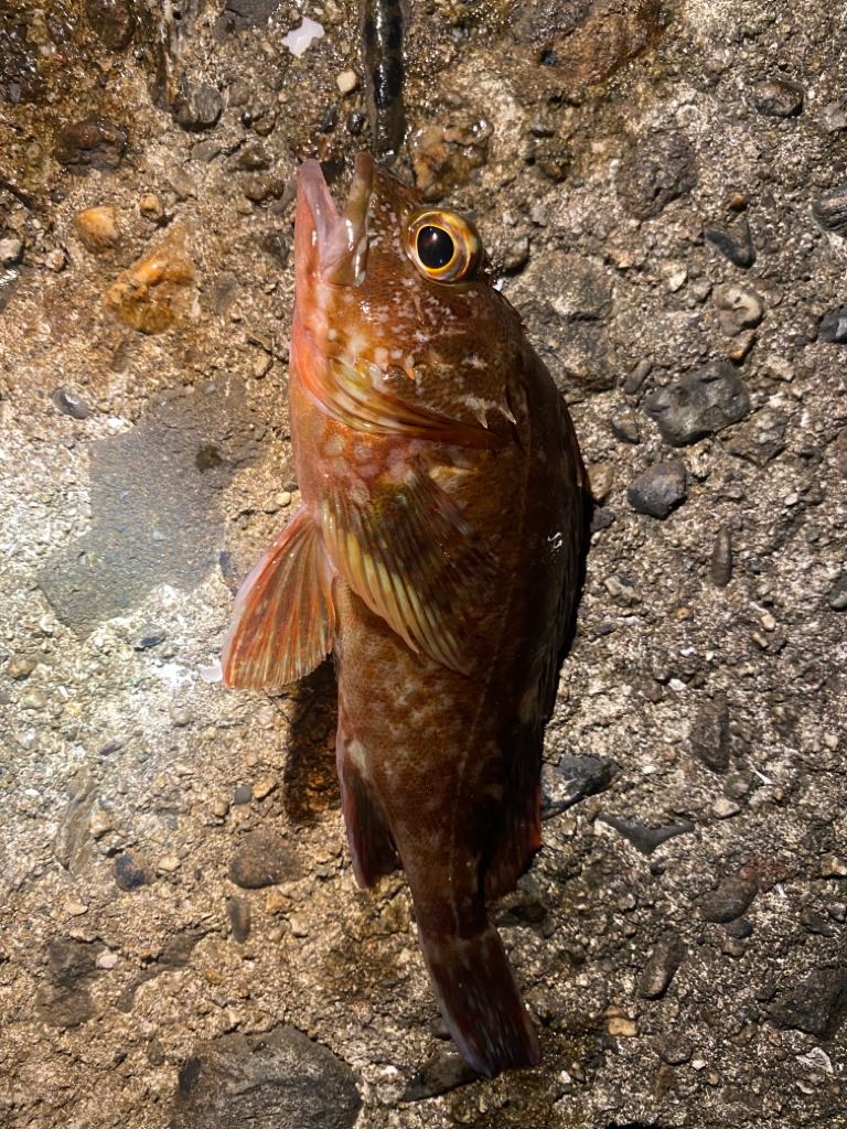 ガシラばっかり