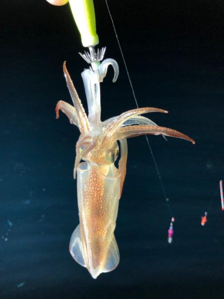 越喜来湾 イカメタル