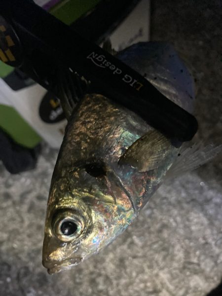 おかっぱりアジング