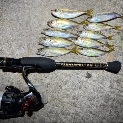 超お豆アジング