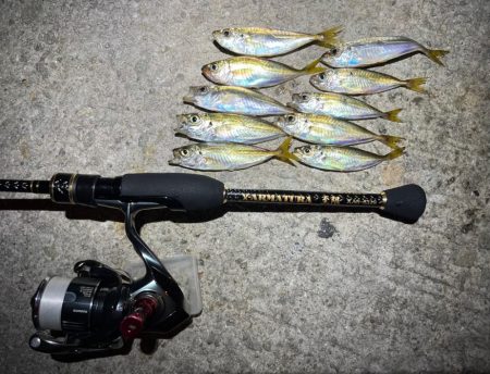 超お豆アジング