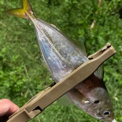 ジグ単de…アジング！鯵一時豆^ ^