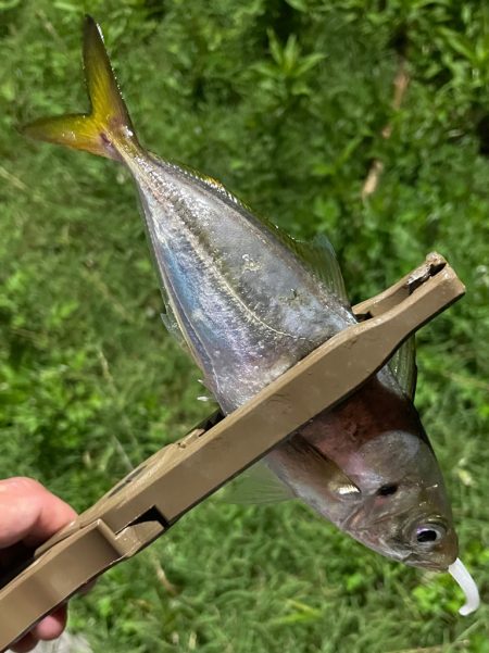 ジグ単de…アジング！鯵一時豆^ ^