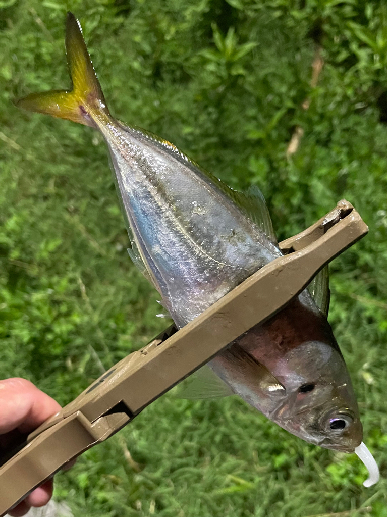 ジグ単de…アジング!鯵一時豆^ ^