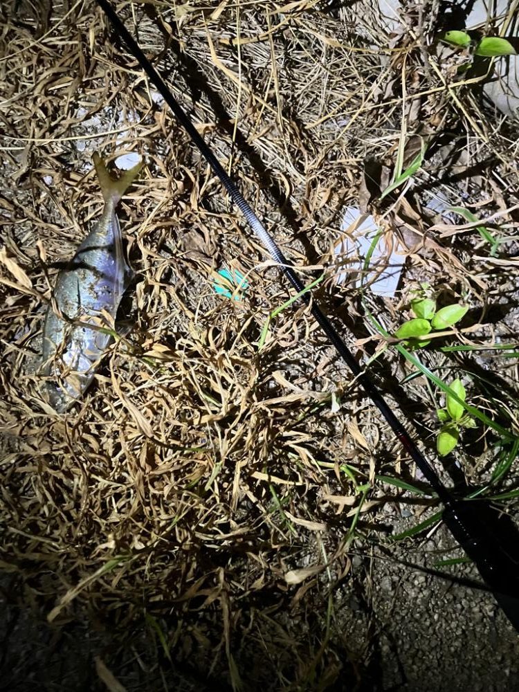 真夏アジング調査