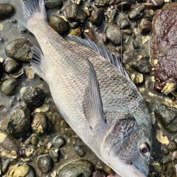 トップチニング