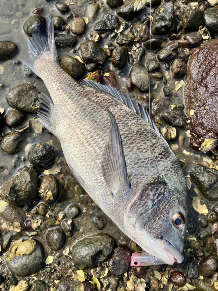 トップチニング