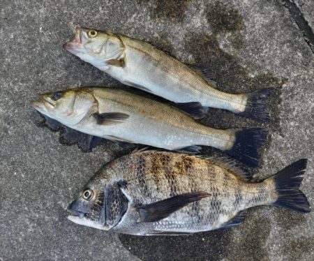 セイゴやチヌ乱舞