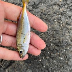 四日市ファミリーフィッシング