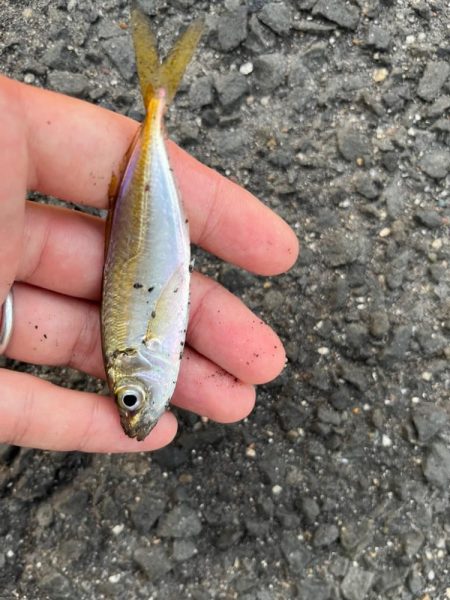 四日市ファミリーフィッシング