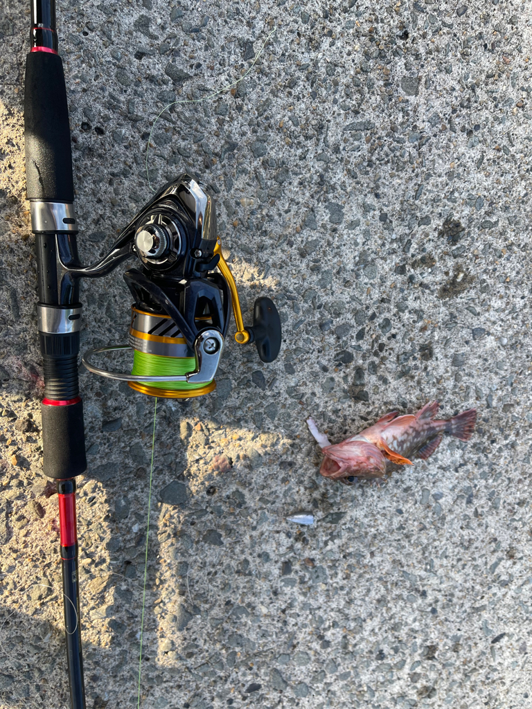 ガシラ×ぶっ込み