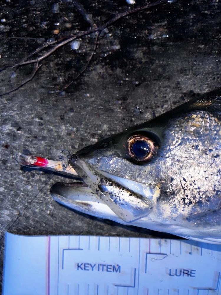 バグラチオンのインプレ(丸呑み)