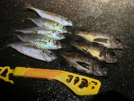 鯵を探して三千里 Vol.48