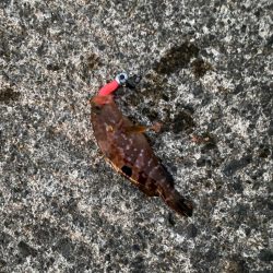 キジハタゲーム