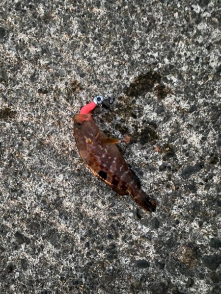 キジハタゲーム