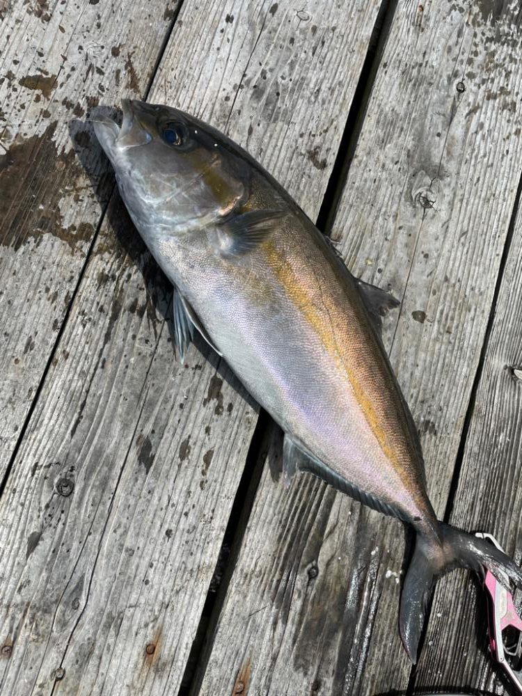 釣堀　水宝さんにて