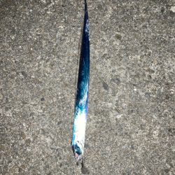 ベルトタチウオ