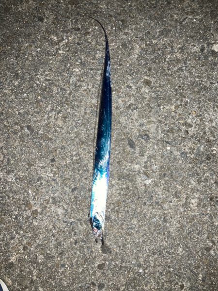 ベルトタチウオ