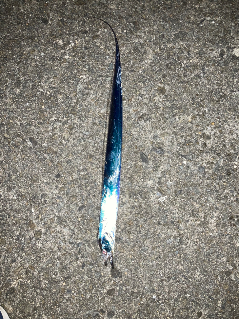 ベルトタチウオ