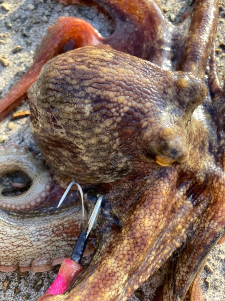 ⭐︎SDGsタコ釣行