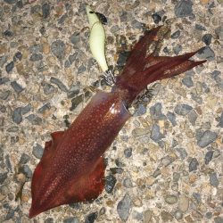 気まぐれケンサキ