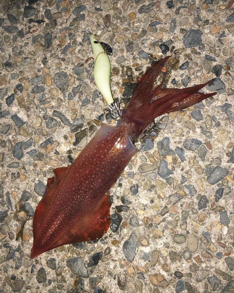 気まぐれケンサキ