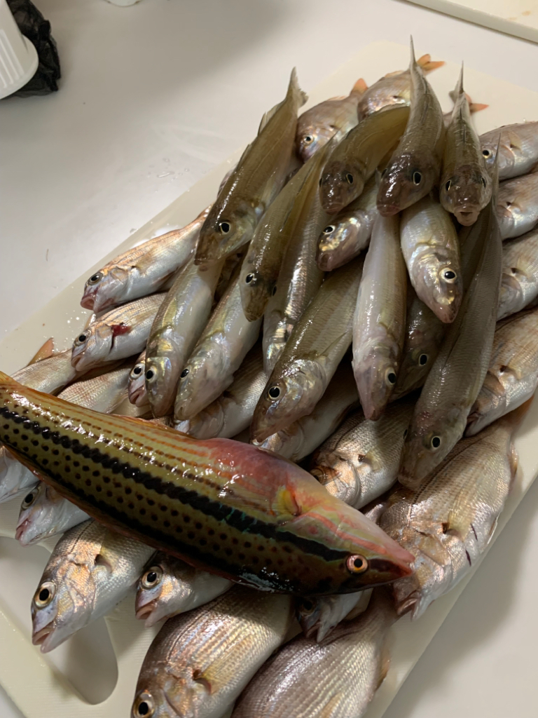 チャリコパラダイス