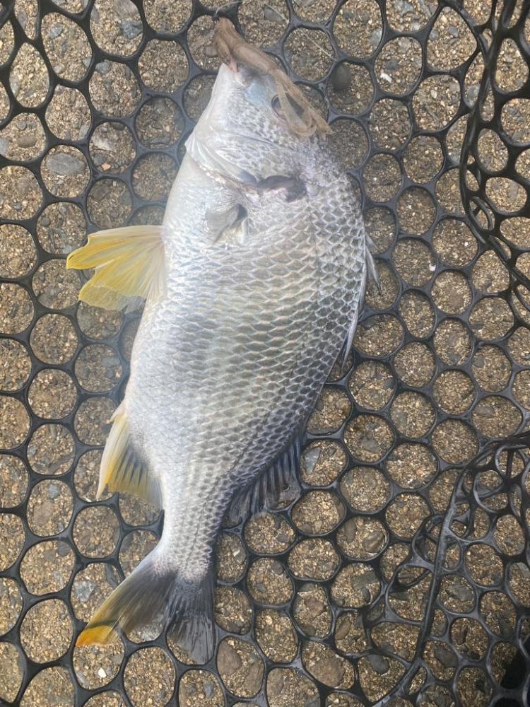 チニング 楽しい