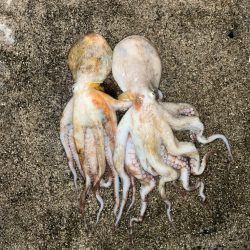 オクトパッシング