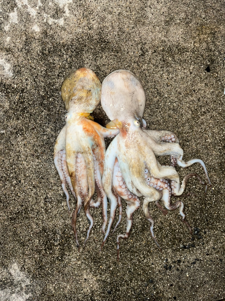 オクトパッシング