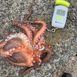 出遅れたタコ！