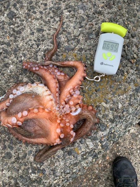 出遅れたタコ！