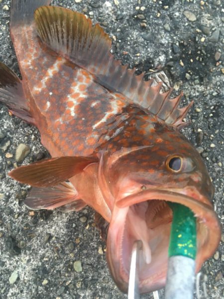 【タコフィネス】 アコウ2＋タコ5