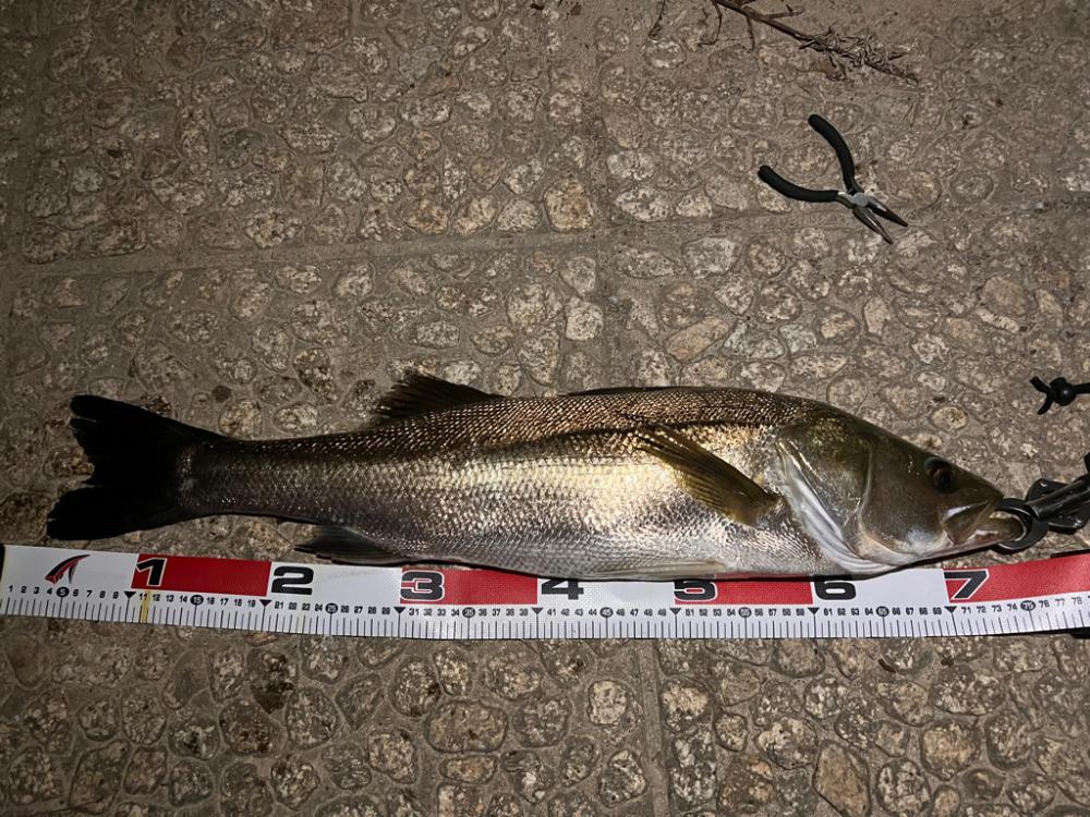 下げ潮ドリフトでドン