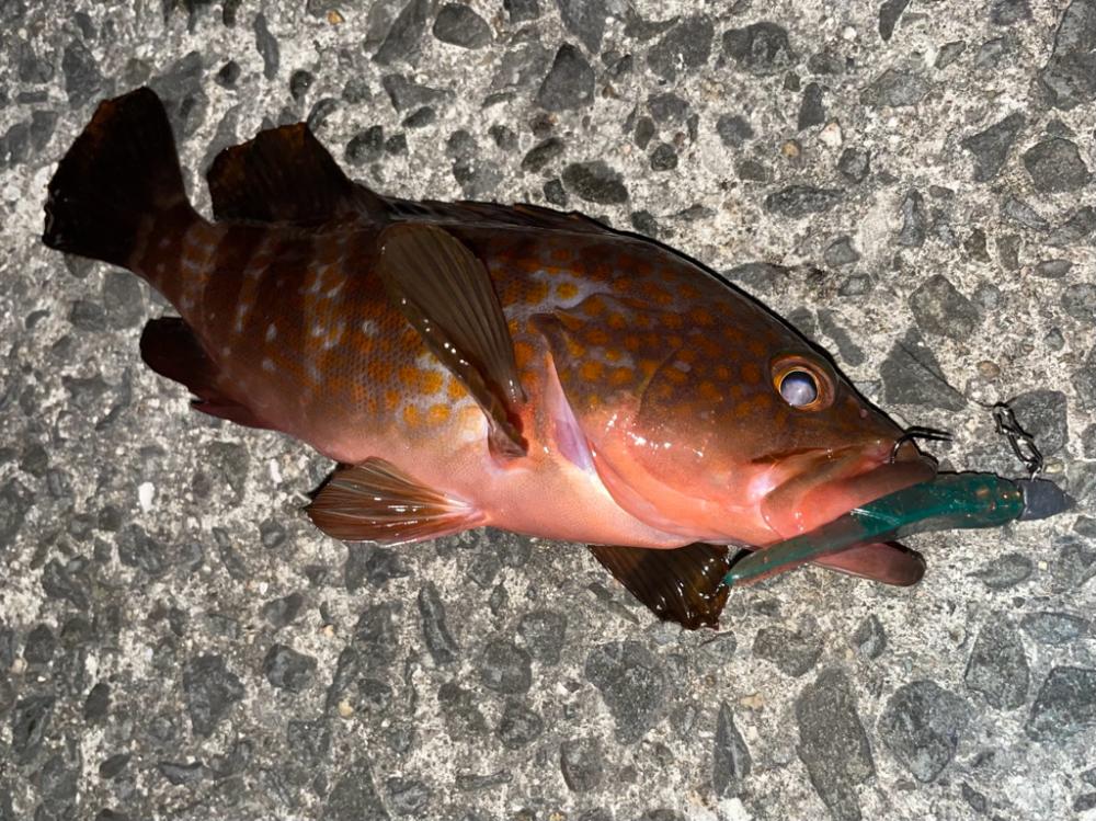 ミッドワインドでアコウ&ガシラ