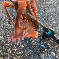 ⭐︎テトラの攻防