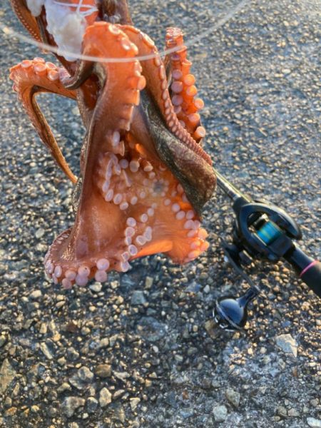 ⭐︎テトラの攻防