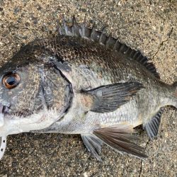 晴天の中エビ撒き