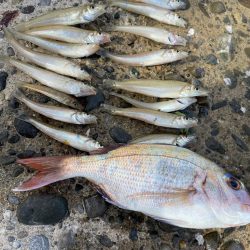 ウルトラライトキス