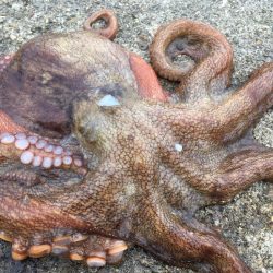 【タコフィネス】 キロアップ2＋アコウ