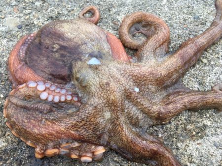 【タコフィネス】 キロアップ2＋アコウ