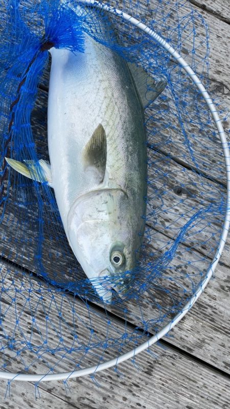 まずまずの釣果