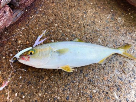 豆クネクネでライトショアジギにゃ！