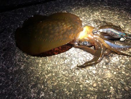 【尾鷲エリア】三重県遠征(7月クリア)