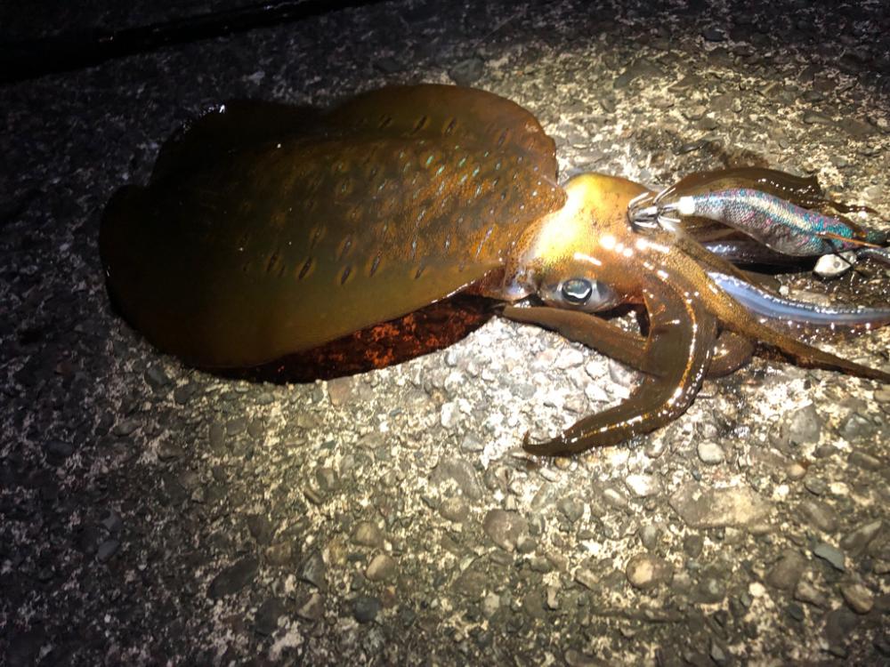 【尾鷲エリア】三重県遠征(7月クリア)