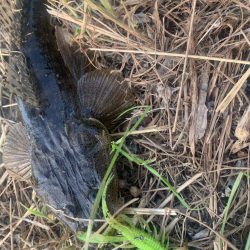 チニングならぬマゴチ大量