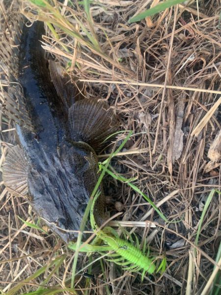 チニングならぬマゴチ大量