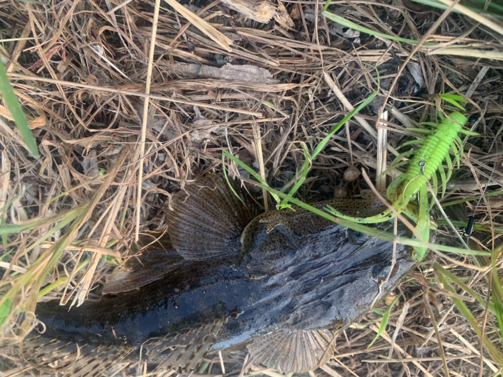 チニングならぬマゴチ大量